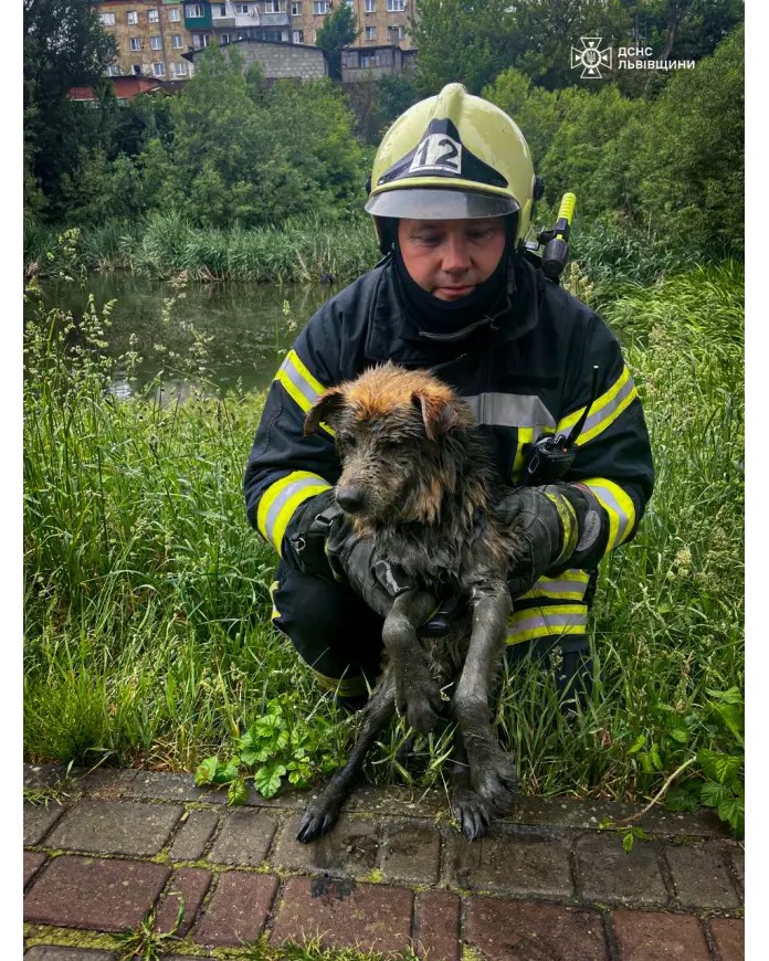 На Львівщині бійці ДСНС врятували вкрай втомлену собаку з водойми. ФОТО - Магнолія-ТВ