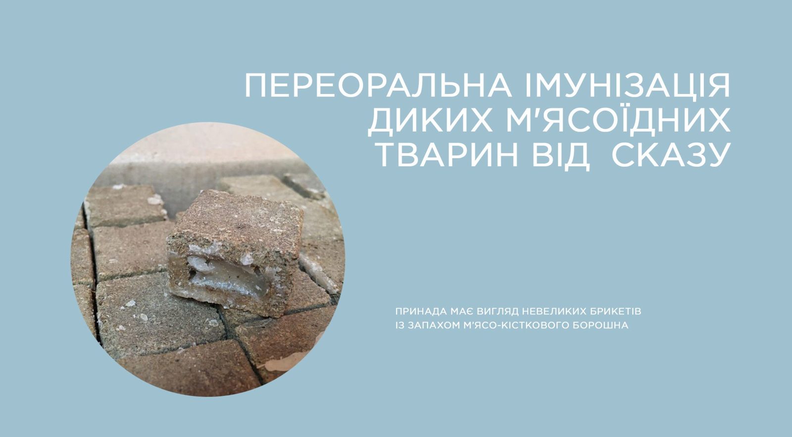 У Великих Мостах розпочинають вакцинацію диких тварин від сказу