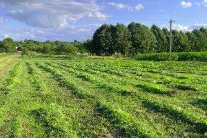 Проєкт «ZeroHeracleum» на Львівщині зменшує популяцію борщівника