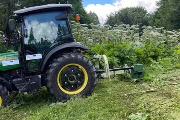 На Самбірщині очистили понад 107 гектарів від борщівника