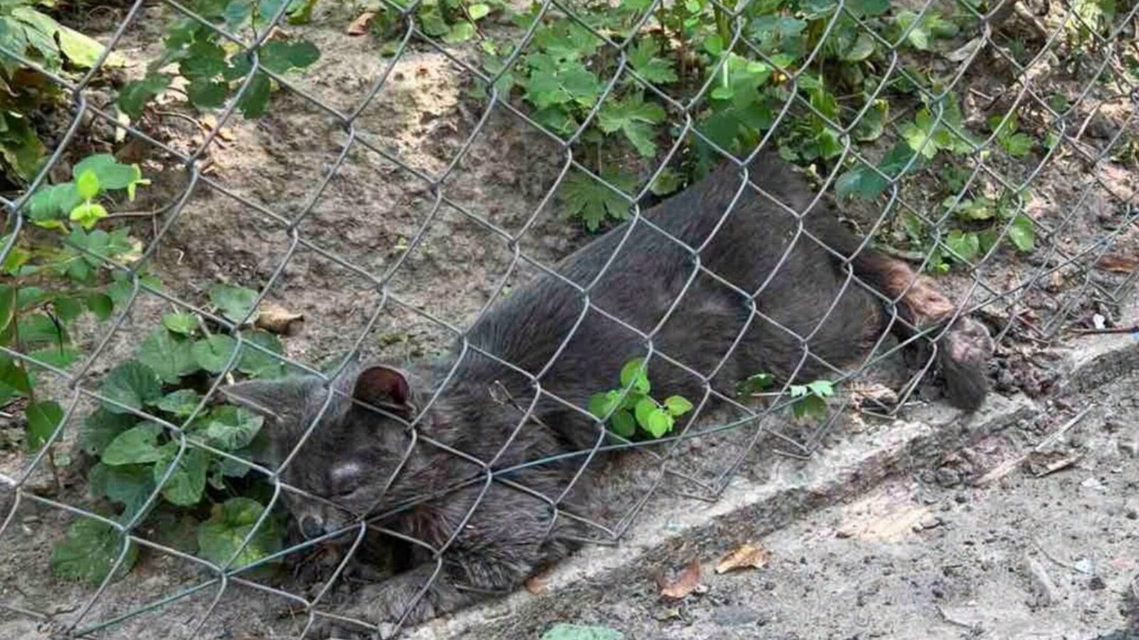 У Львові ввели карантин через виявлення сказу