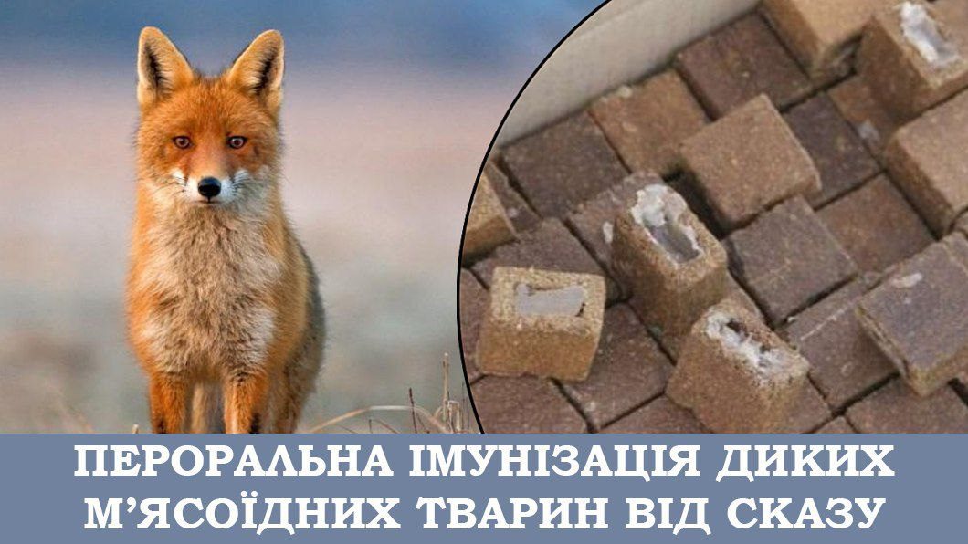 Лікарі вакцинуватимуть диких тварин від сказу в Моршині