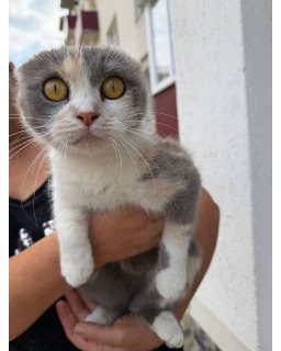 У районі Шевченка знайшли кота