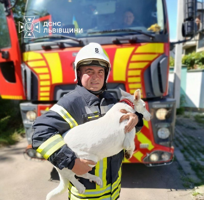 У Стрию рятувальники зняли собаку з балкона