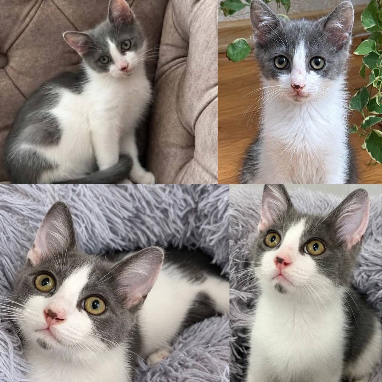 Котик зі Стрия шукає дім