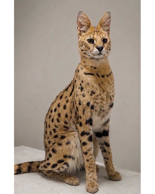 На Самбірщині шукають зниклого кота Savannah F1