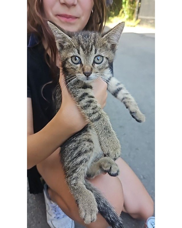 Шукають родину для котика у Стрию